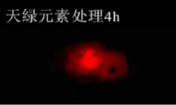 斑马鱼实验江南全站元素处理-4h.png