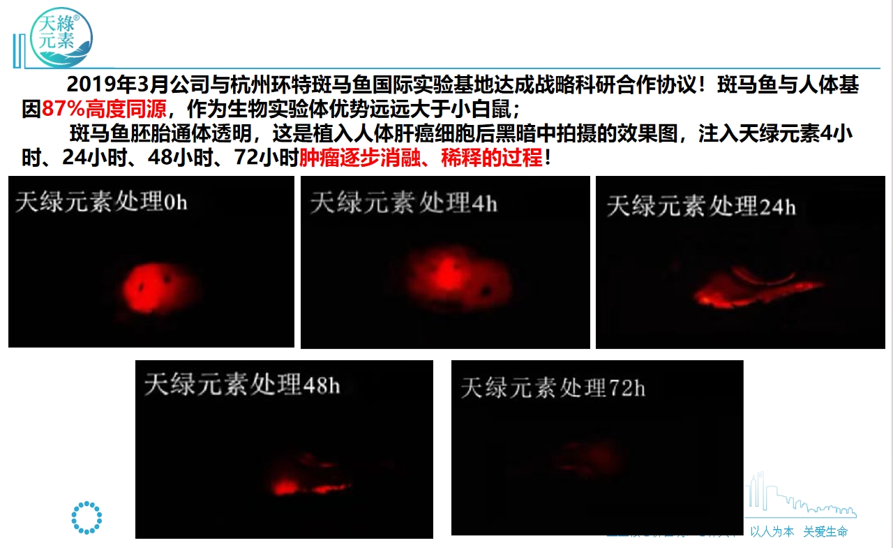 【江南全站元素】斑马鱼实验