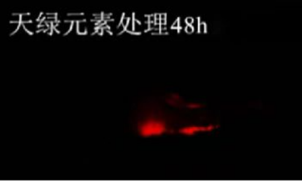 斑马鱼实验江南全站元素处理-48h.png