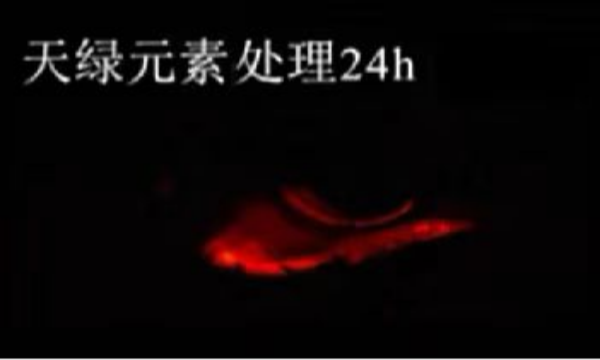 斑马鱼实验江南全站元素处理-24h.png