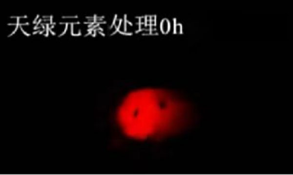 斑马鱼实验江南全站元素处理-0h.png
